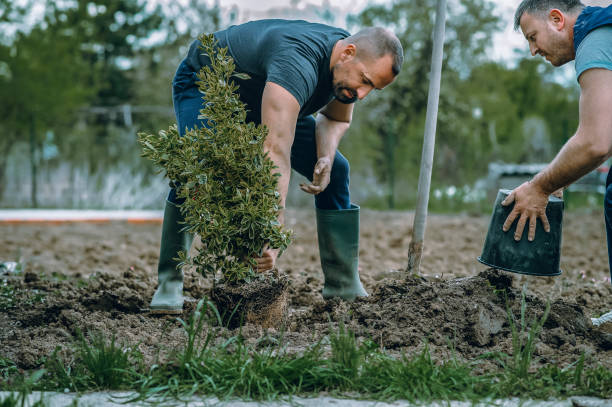 Best Leaf Removal  in Munising, MI