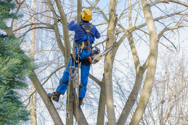 Leaf Removal in Munising, MI